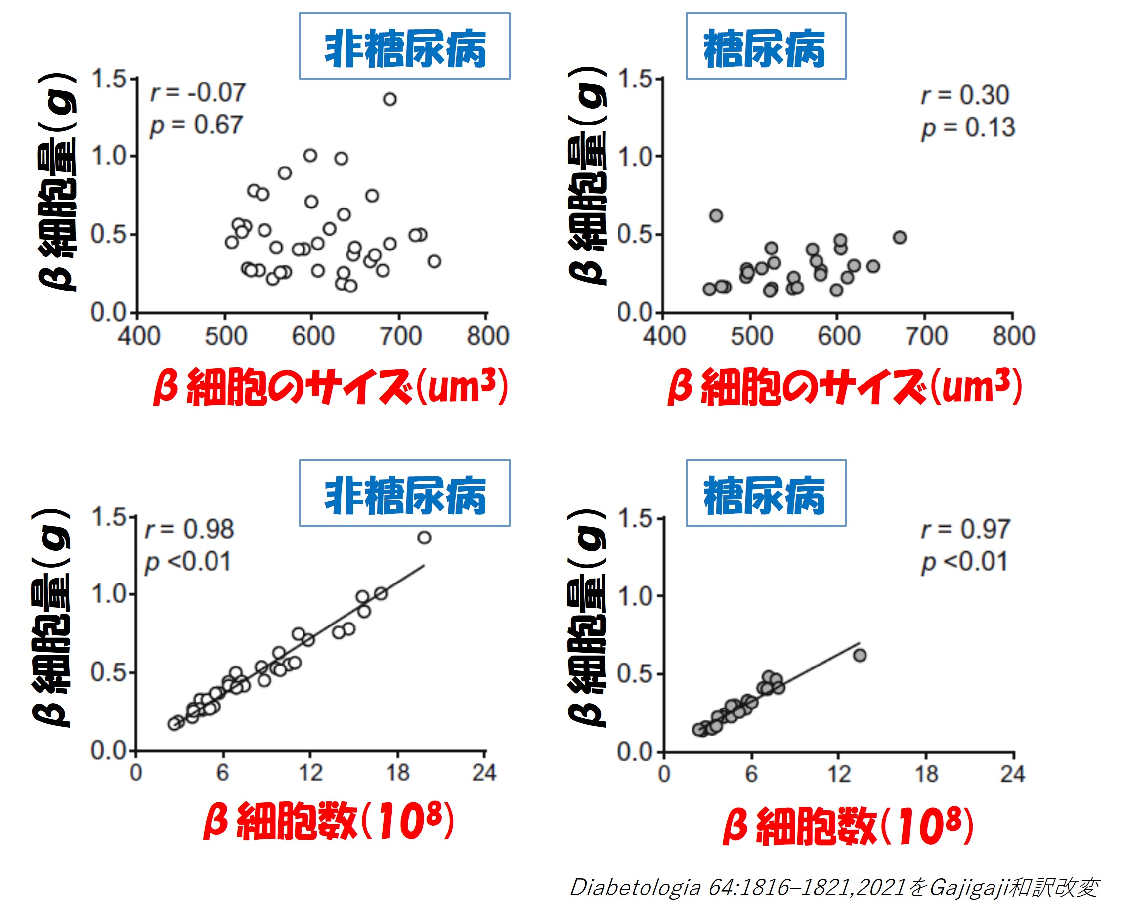 2型糖尿病では膵b細胞数の減少がb細胞量や血糖コントロールに強く影響する Mossanの糖尿病ガジガジ日記