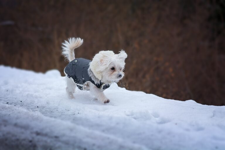 Dog Young Dog Maltese White Small  - Pezibear / Pixabay