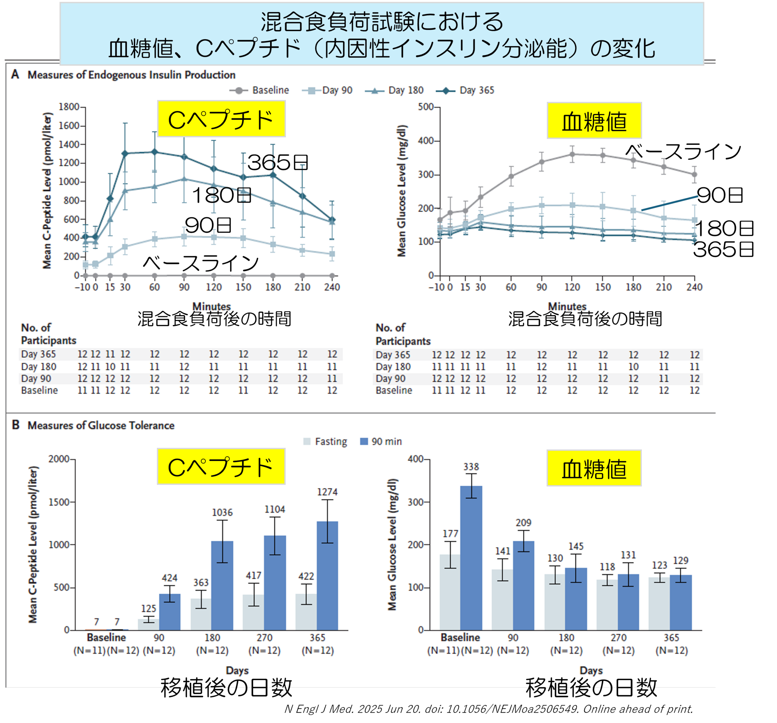 幹細胞から生まれる新しい膵島移植 ～1型糖尿病のインスリン離脱