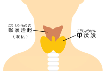 甲状腺の位置を示したイラスト